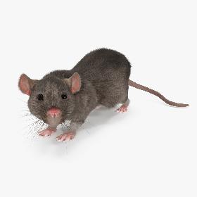 3D Rat Rigged